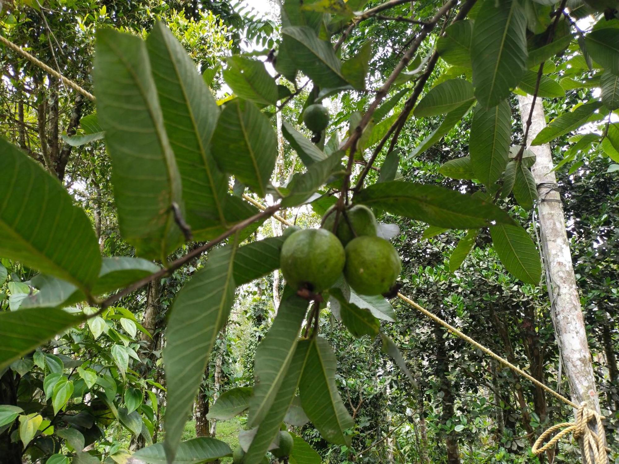 Philip Mary Farm Stay Thekkady Esterno foto