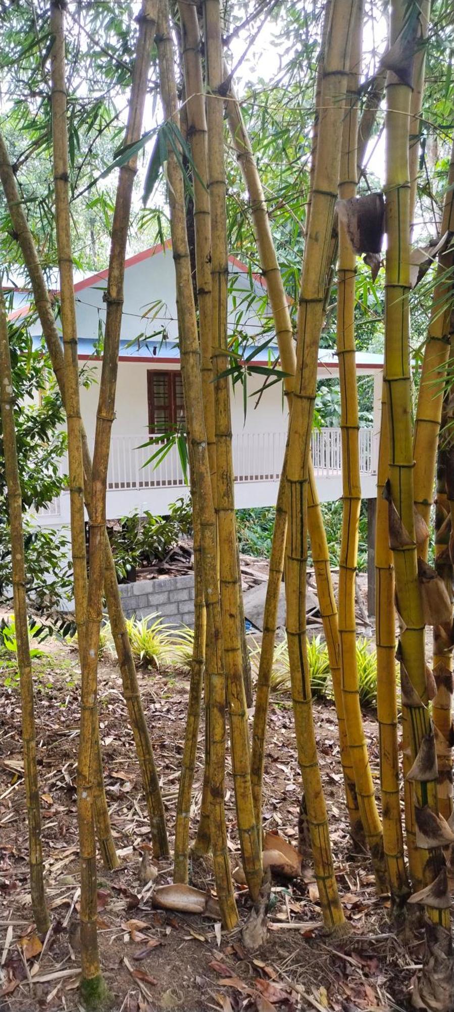Philip Mary Farm Stay Thekkady Esterno foto